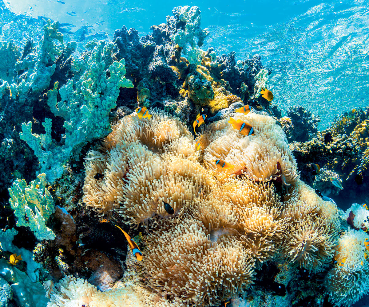 Life from the Red Sea