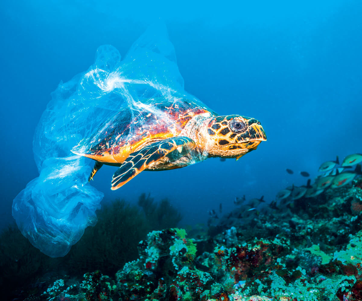 The Fight Against Plastic