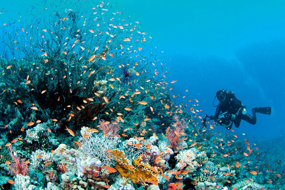 Engaging Paradise