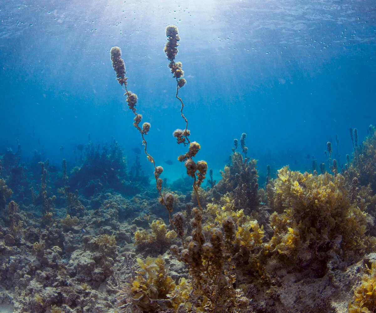 sea-shore