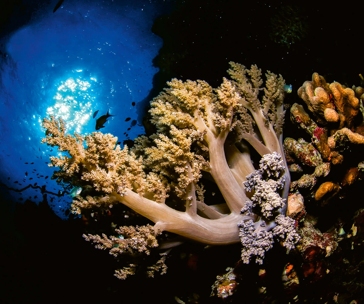 sea-shore